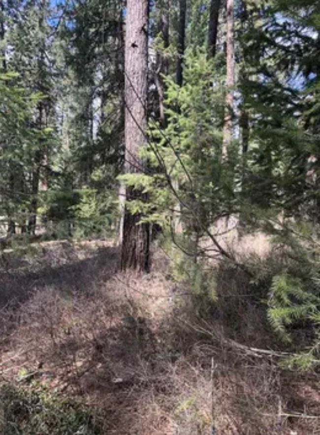 3264 Shady Ct, Home with 0 bedrooms, 0 bathrooms and null parking in Valley WA | Image 8