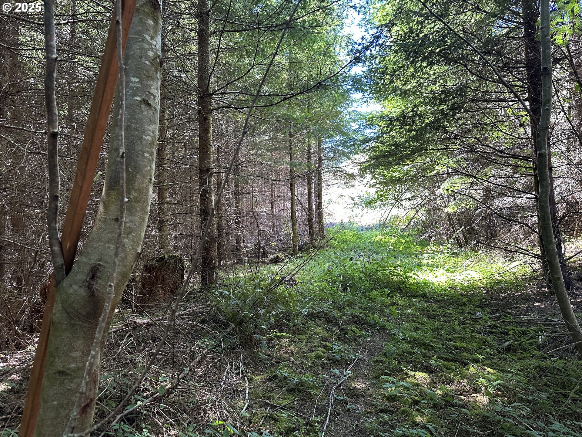 Land in Allegany 2