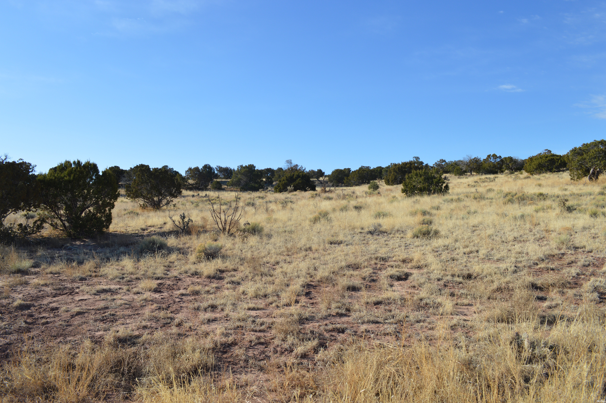 Land in Prewitt 4