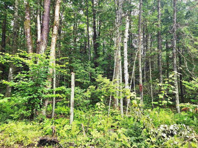 213 Bell Hill Rd, House other with 2 bedrooms, 1 bathrooms and null parking in Stark NH | Image 20