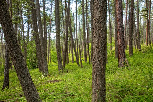 View of tree filled area | Image 53