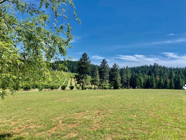 View of front grass and beyond to orchard across street. | Image 43