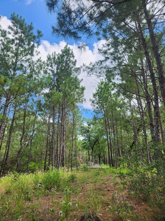 124 Paintbrush Ln, Home with 0 bedrooms, 0 bathrooms and null parking in Bastrop TX | Image 10