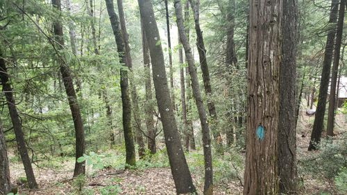 00 Clark St, Dunsmuir, CA, 96025 | Card Image