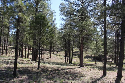 349-2980 S Solitaries Canyon Dr, Flagstaff, AZ, 86005 | Card Image
