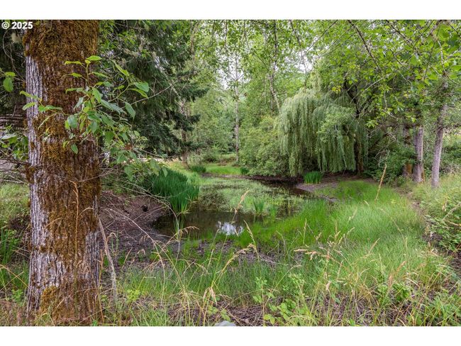 Pond | Image 28