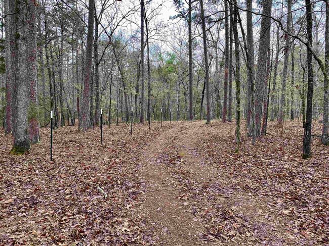 33 Collins Field Rd, Home with 3 bedrooms, 2 bathrooms and null parking in Mount Ida AR | Image 37
