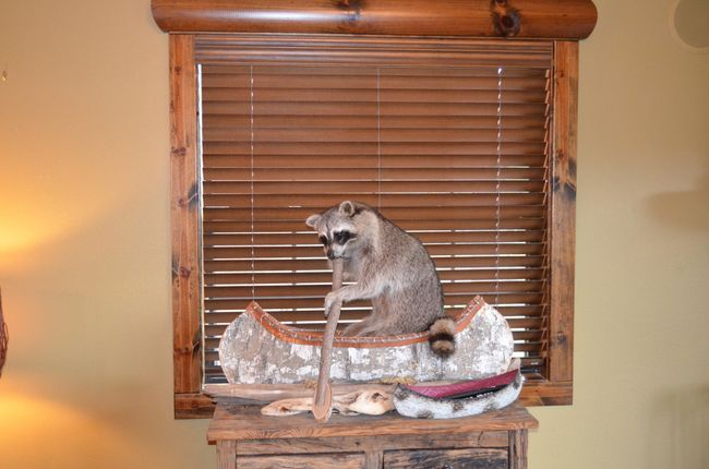 Raccoon Loves it! | Image 20