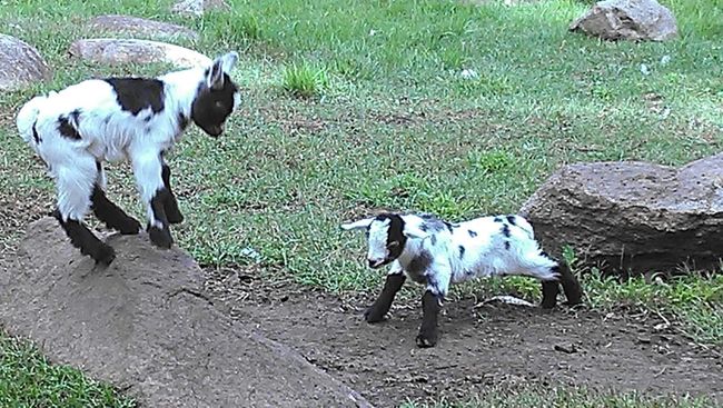One of the favorites - animal park with playful goats | Image 32