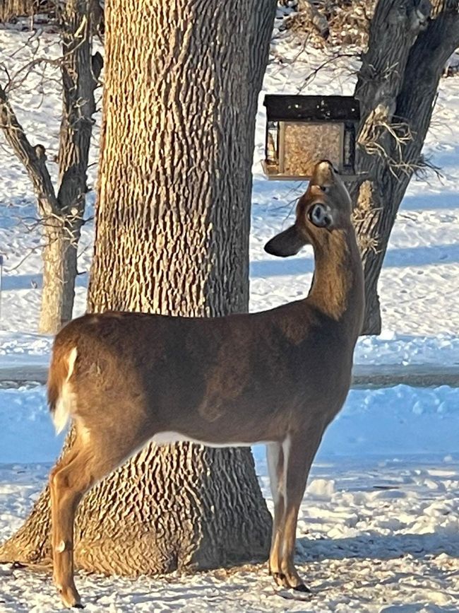 Year Round Wildlife | Image 46