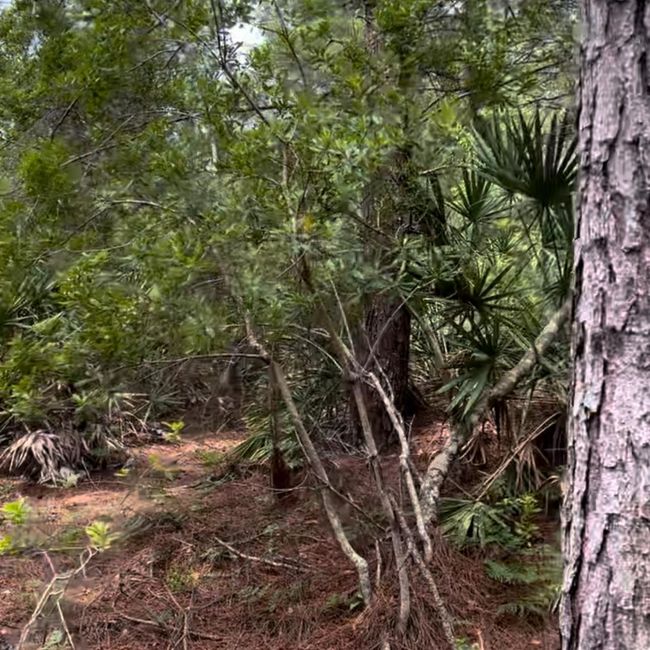 0 Carter Rd, Home with 0 bedrooms, 0 bathrooms and null parking in Saint Augustine FL | Image 7