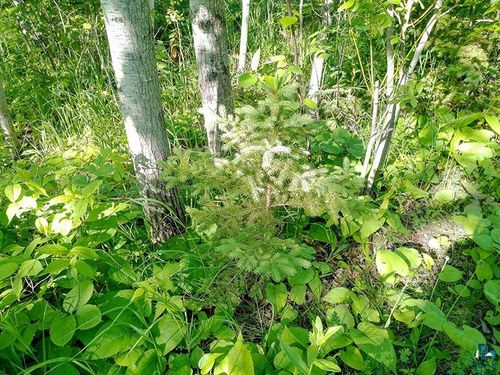 2xx Overlook Trl, Tofte, MN, 55615 | Card Image