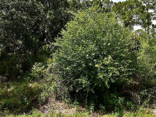 Lot 16 Rentscher Ave, North Port, FL, 34291 | Card Image