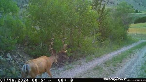 1131 Outlaw Trl, Anaconda, MT, 59711 | Card Image