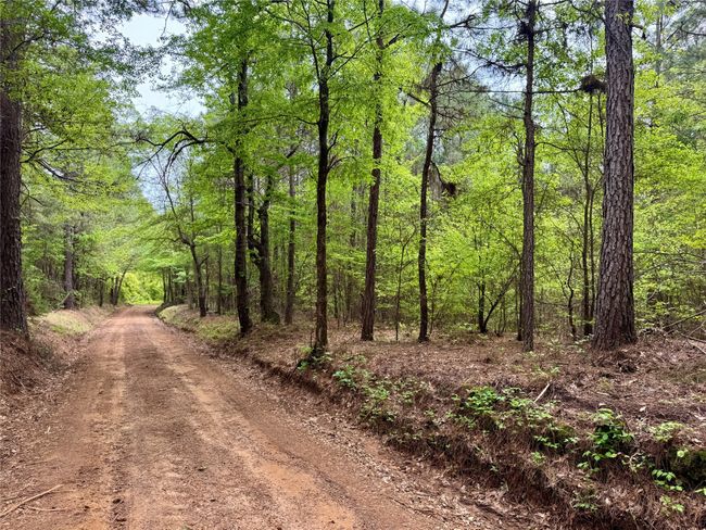 0 County Road 2742, Home with 0 bedrooms, 0 bathrooms and null parking in Naples TX | Image 11