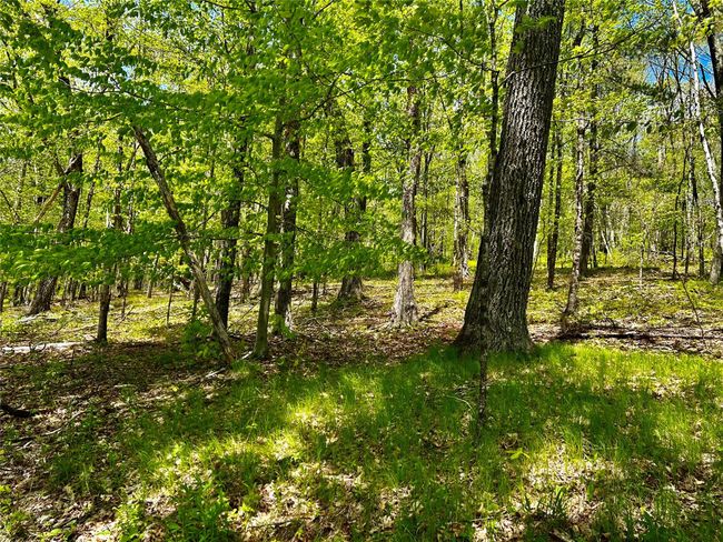 View of local wilderness | Image 18