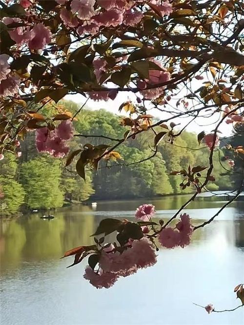 2382 Merrymount Dr, Suwanee, GA, 30024-2794 | Card Image