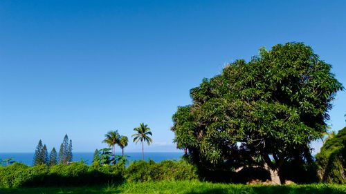 unit-a-3435 Hookipa Pl, Kihei, HI, 96753 | Card Image