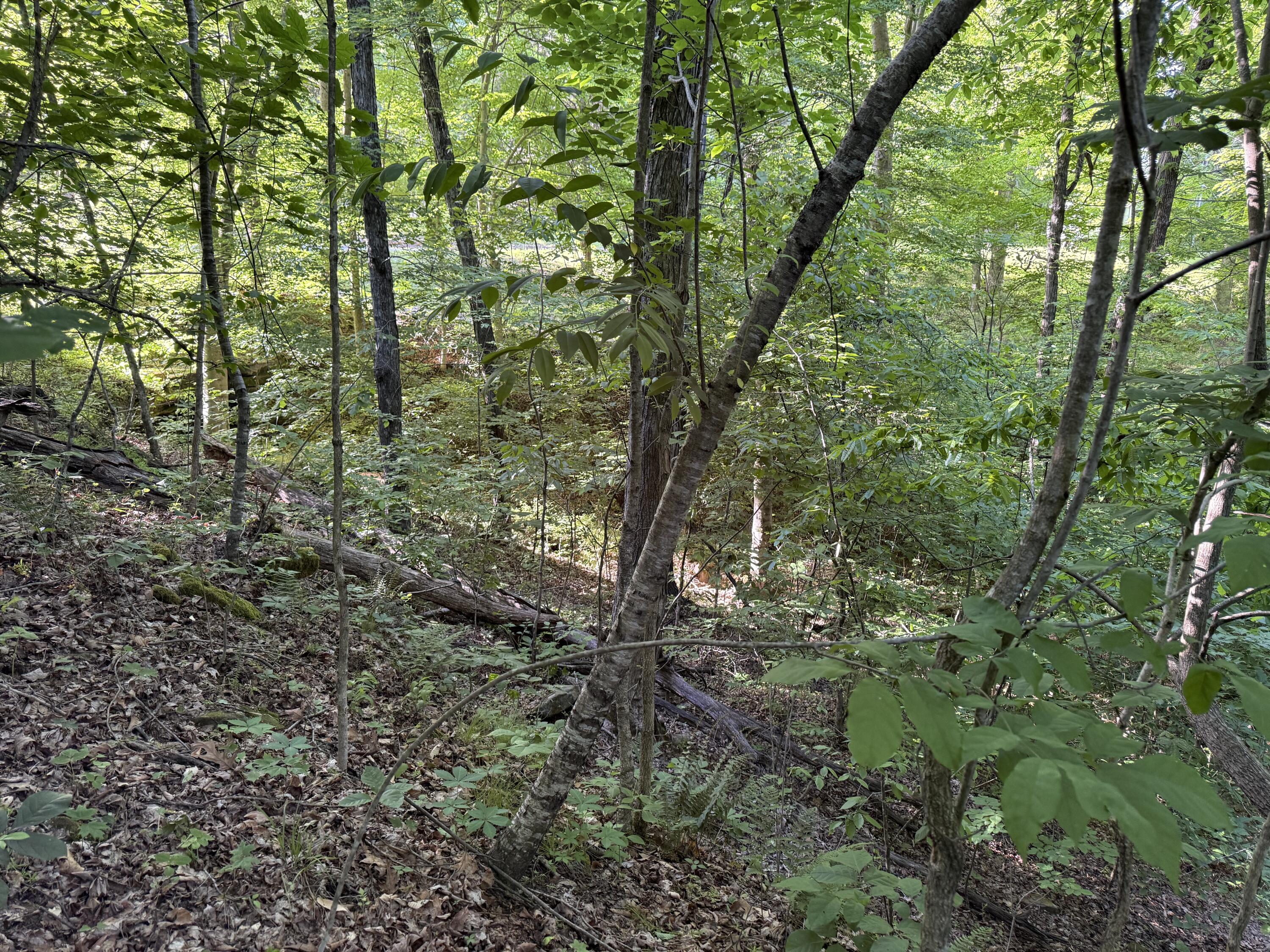 Land in Leitchfield 4