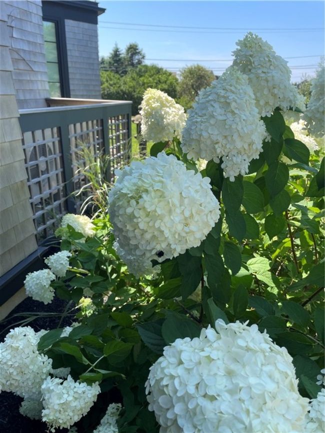 Garden | Image 43