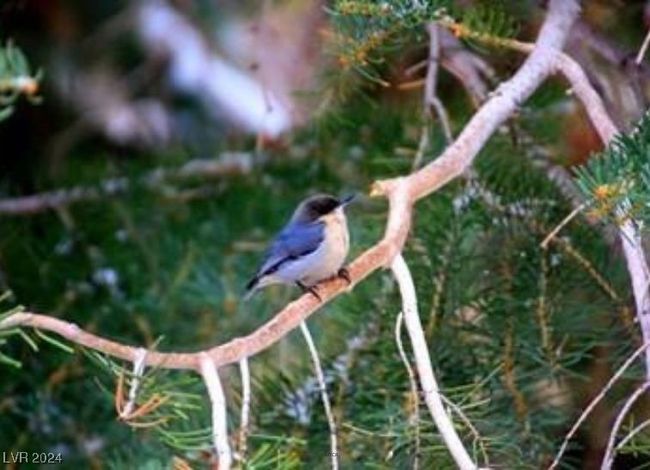 MT. CHARLESTON AREA - Wildlife | Image 32
