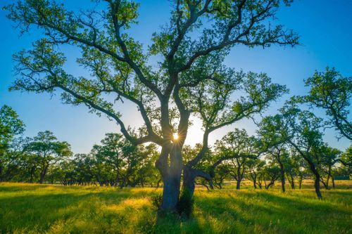 0 Bountiful Oaks, Johnson City, TX, 78636 | Card Image