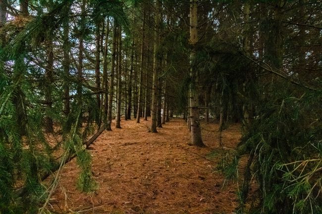 Pines | Image 16