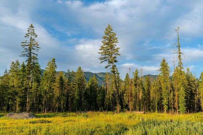 Mountain view with a forest | Image 36