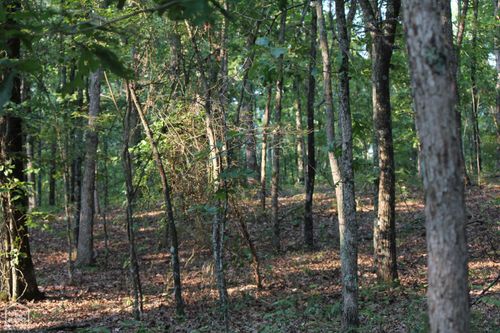 0 Knob Creek Rd, Melbourne, AR, 72556 | Card Image