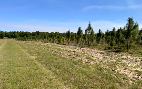 TBD County Road 132, Live Oak, FL, 32060 | Card Image