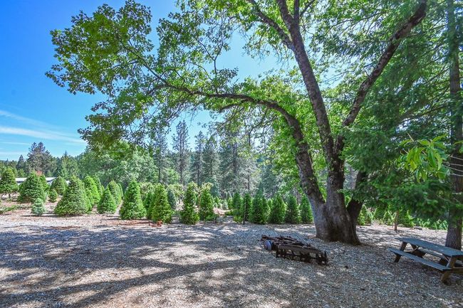 Stunning oak offers terrific shade for a picnic! | Image 12