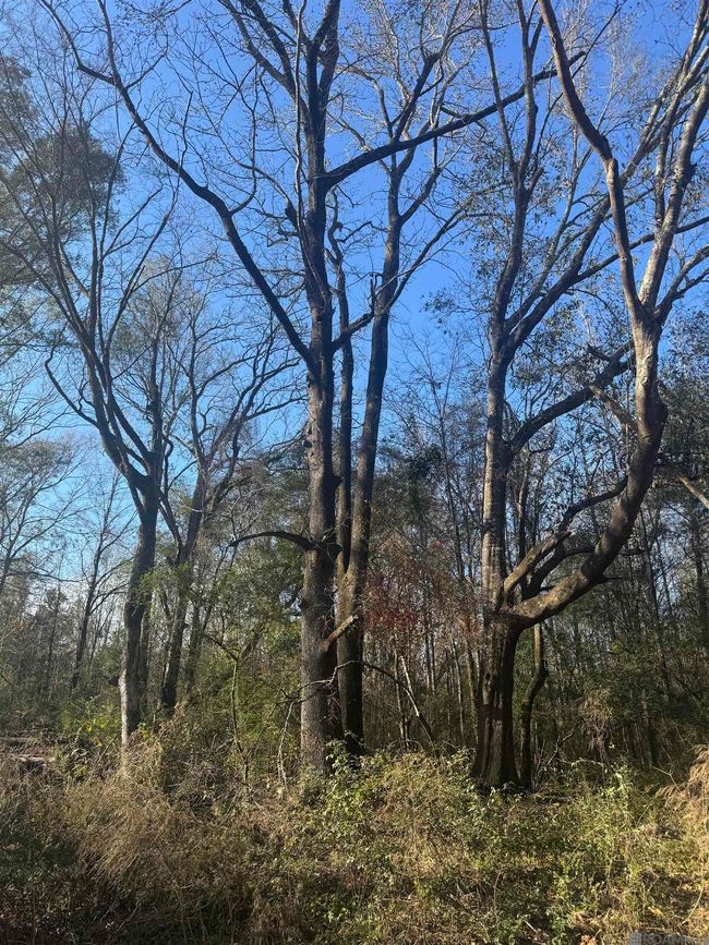 5903 Line Rd, Home with 0 bedrooms, 0 bathrooms and null parking in Ethel LA | Image 8