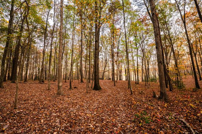 2272 Little Bend Rd, Home with 0 bedrooms, 0 bathrooms and null parking in Signal Mountain TN | Image 15
