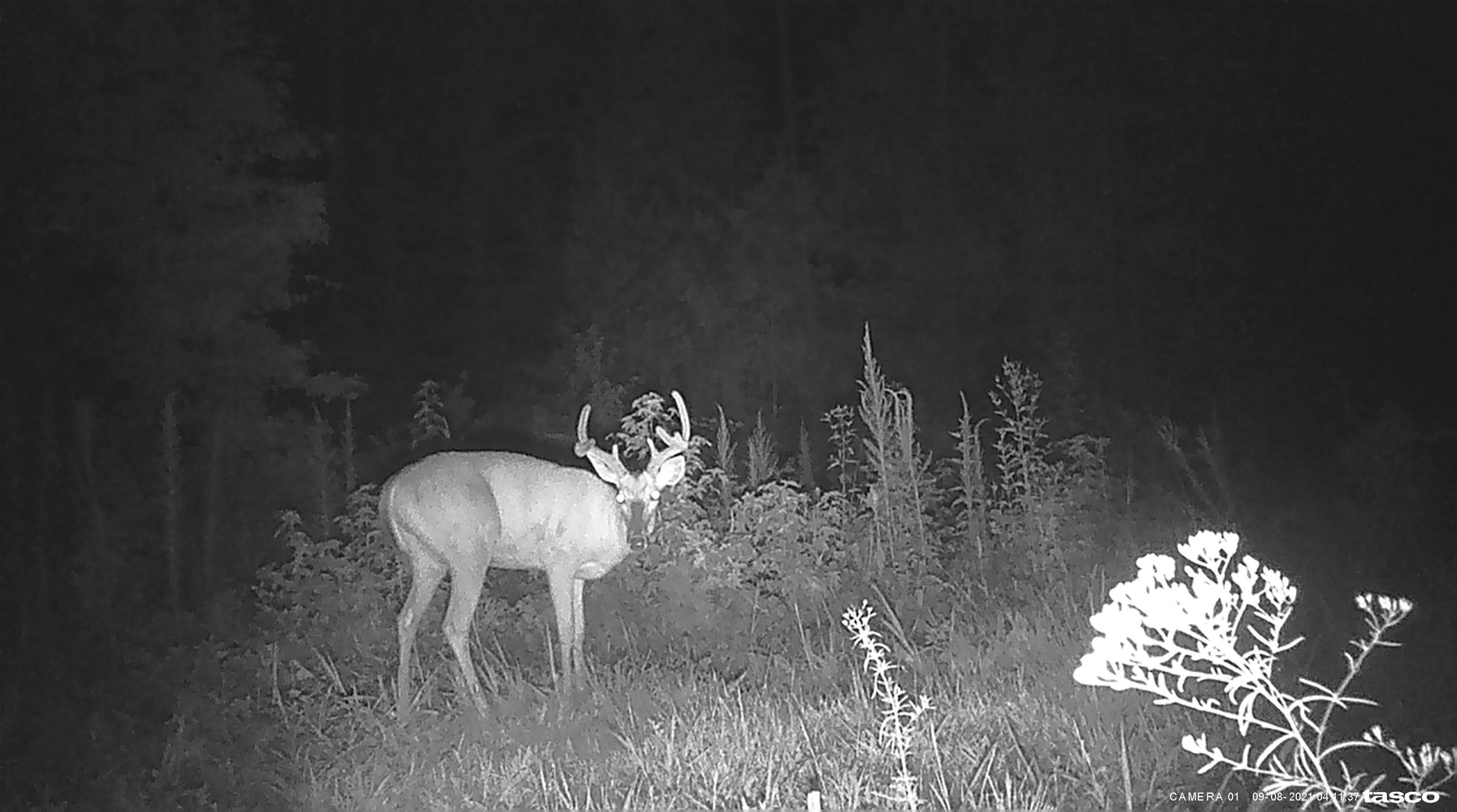 Land in Enoree 4