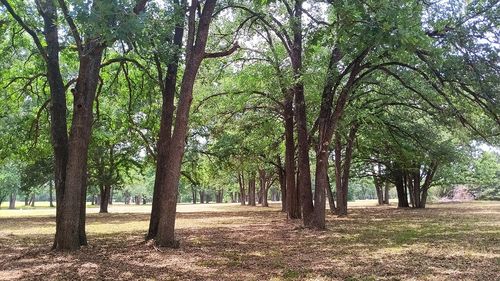 Lt 147 La Bota, Corsicana, TX, 75109 | Card Image