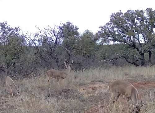 TBD Fm 585, Coleman, TX, 76834 | Card Image