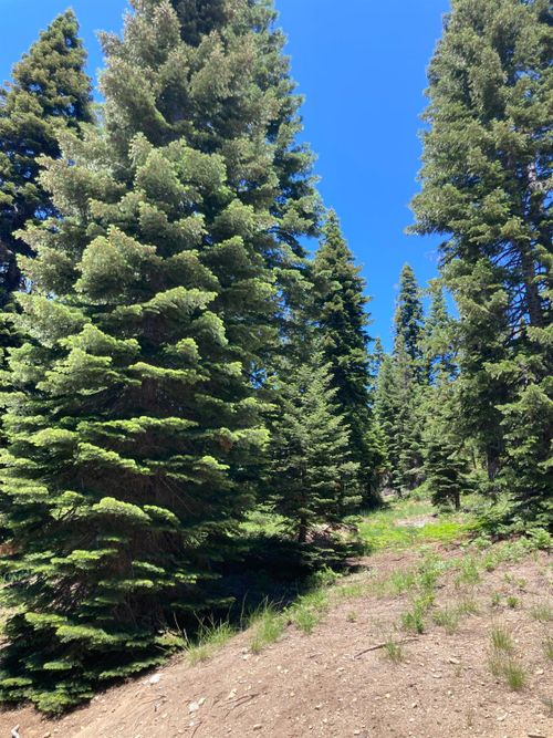 179 Norton Meadows Rd, Quincy, CA, 95971 | Card Image