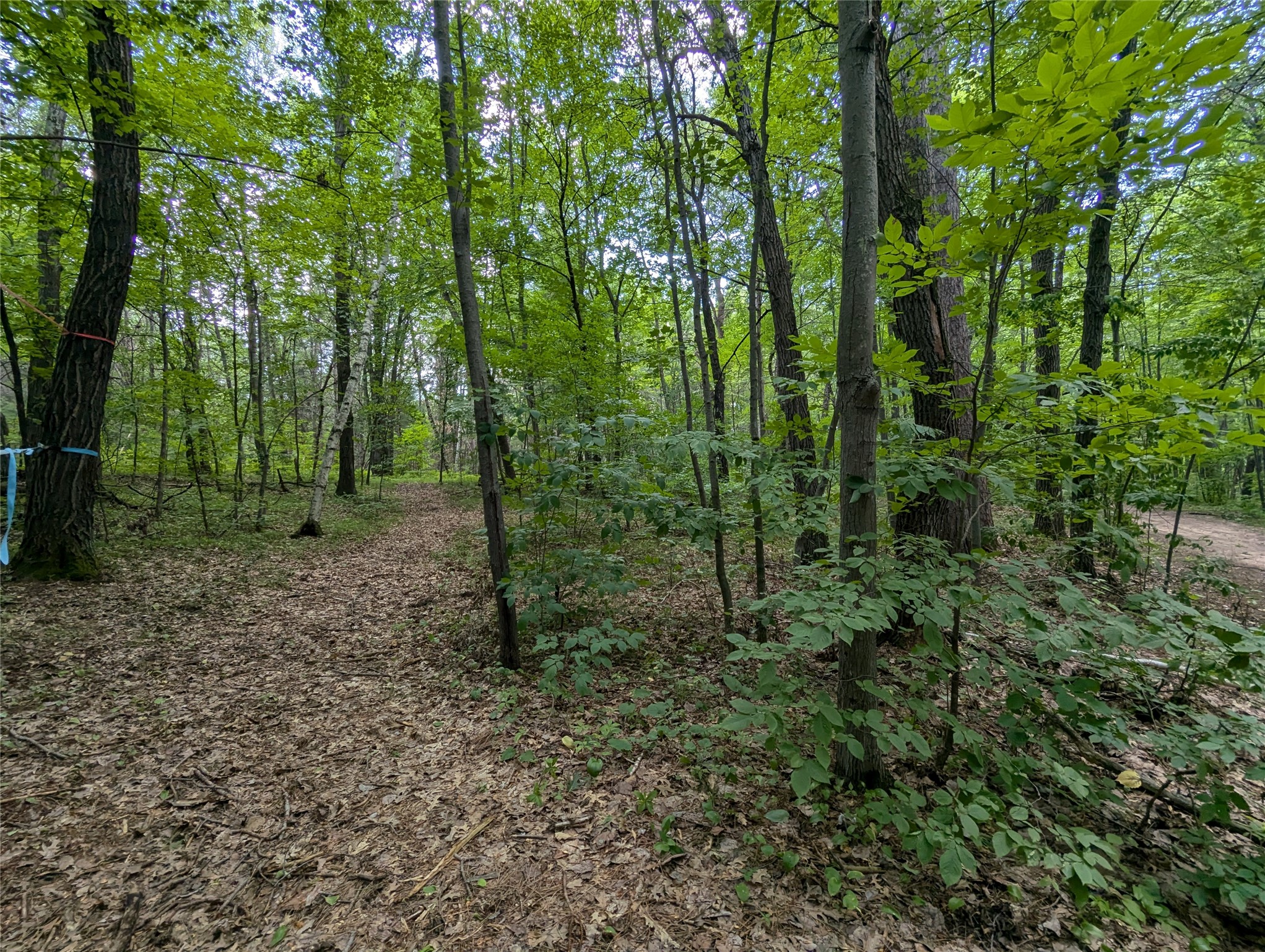 Land in Webster