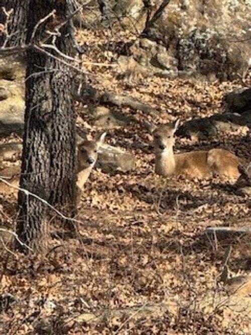 138 Cortez Dr, Nocona, TX, 76255-9416 | Card Image