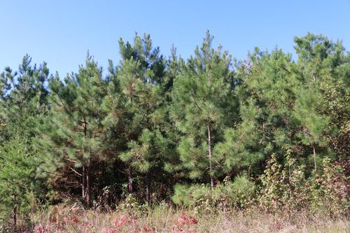 4-15 Farmville Rd, Meherrin, VA, 23954 | Card Image