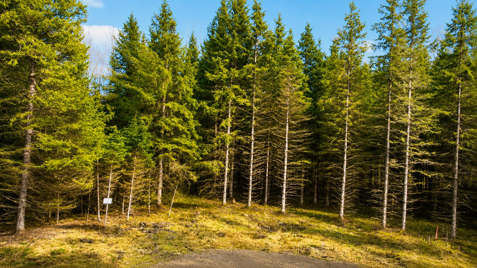 Land in Saint-Roch-de-Mékinac 4