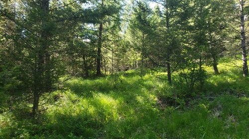 NHN Copper Rd, KALISPELL, MT, 59901 | Card Image