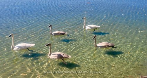 2644 Lakeshore Dr, Brechin, ON, L0K1B0 | Card Image