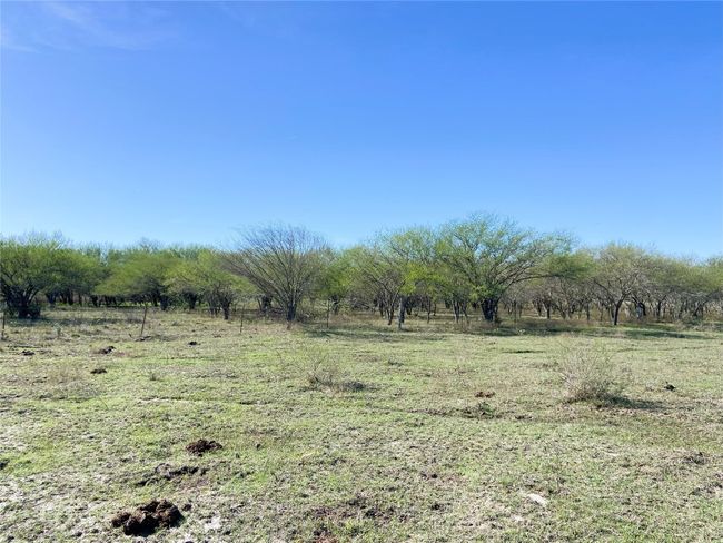 Fenced brush line | Image 15