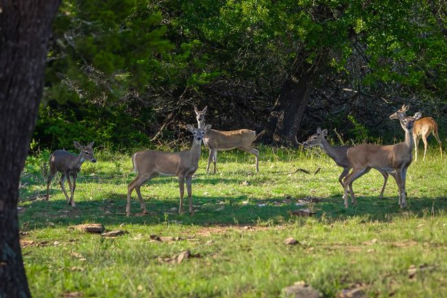 000 S Laird Rd, Home with 0 bedrooms, 0 bathrooms and null parking in Harper TX | Image 5
