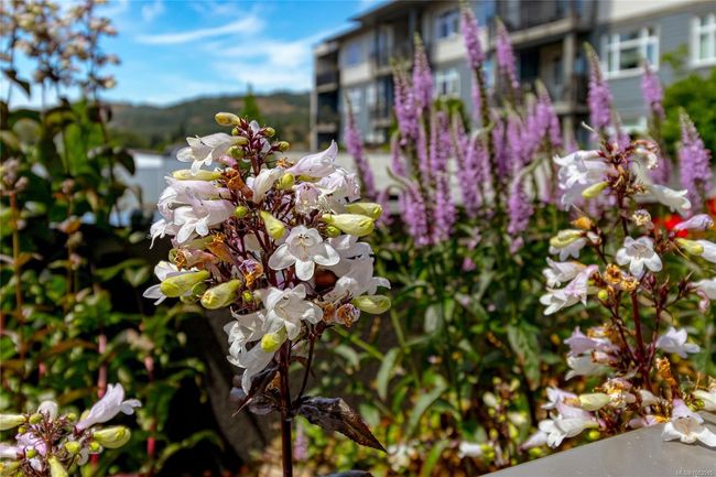 203 - 2655 Sooke Rd, Condo with 1 bedrooms, 1 bathrooms and 1 parking in Langford BC | Image 22