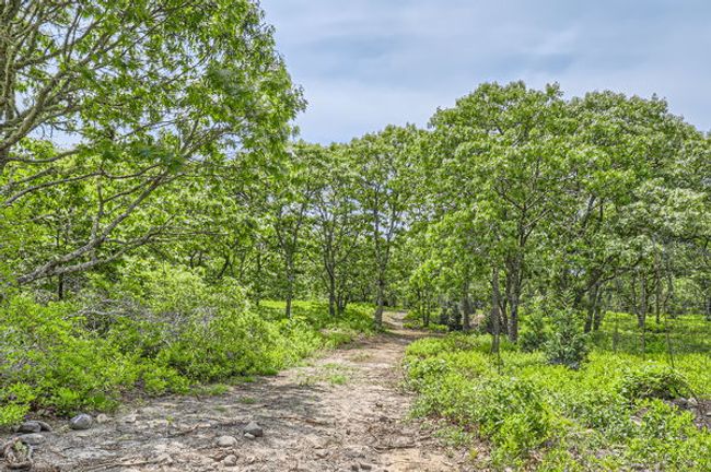 4 Cedar Ln, Home with 0 bedrooms, 0 bathrooms and null parking in Chilmark MA | Image 6