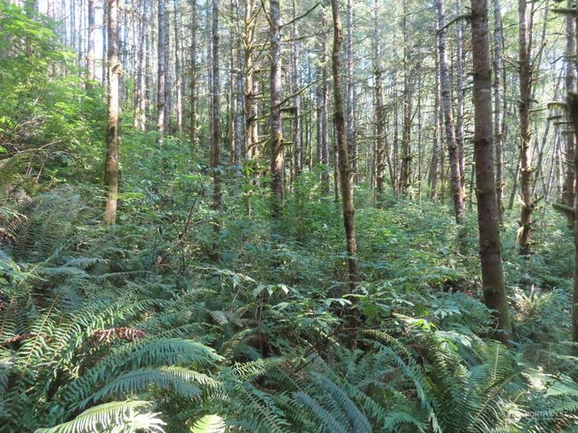 0 XXX State Route 4 W, Home with 0 bedrooms, 0 bathrooms and null parking in Grays River WA | Image 10