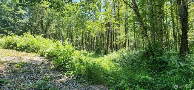 1230 Silverbrook Rd, Home with 0 bedrooms, 0 bathrooms and null parking in Randle WA | Image 10