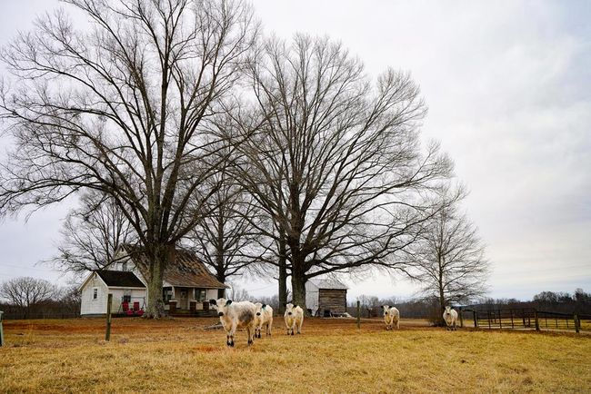 4031 Marion Rd, Home with 0 bedrooms, 0 bathrooms and null parking in Chatham VA | Image 20